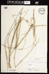 Calamovilfa longifolia image