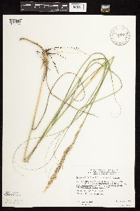 Calamovilfa longifolia image