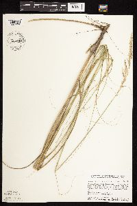 Calamovilfa longifolia image