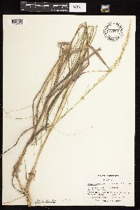 Calamovilfa longifolia image