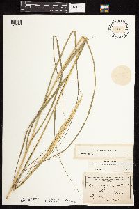 Calamovilfa longifolia image