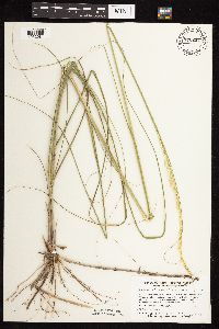 Calamovilfa longifolia image