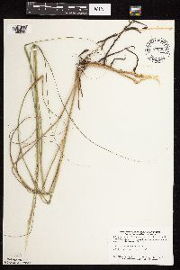 Calamovilfa longifolia image
