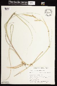 Calamovilfa longifolia image