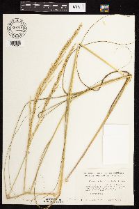 Calamovilfa longifolia image