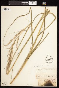 Calamovilfa longifolia image