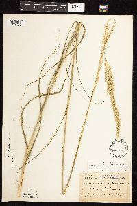 Calamovilfa longifolia image