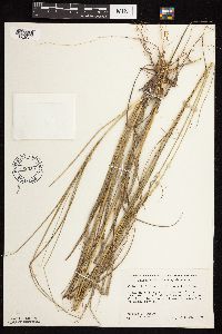 Calamovilfa longifolia image