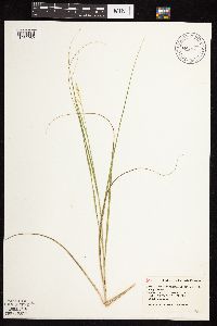 Calamovilfa longifolia image