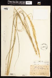 Calamovilfa longifolia image