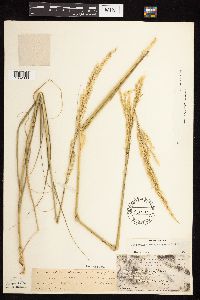 Calamovilfa longifolia image