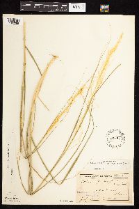 Calamovilfa longifolia image