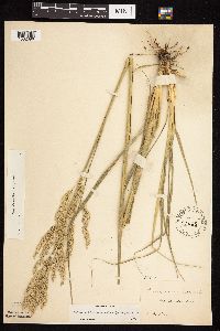 Calamovilfa longifolia image