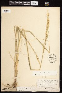 Calamovilfa longifolia image