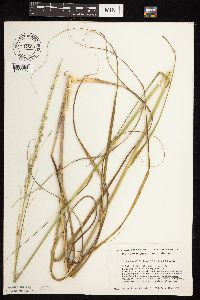 Calamovilfa longifolia image