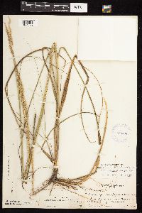 Calamovilfa longifolia image