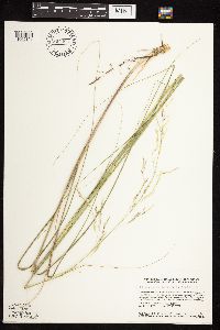 Calamovilfa longifolia image