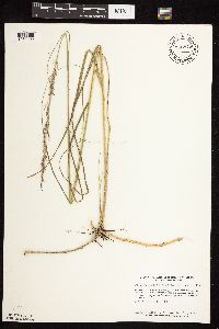 Calamovilfa longifolia image