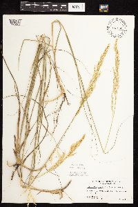 Calamovilfa longifolia image