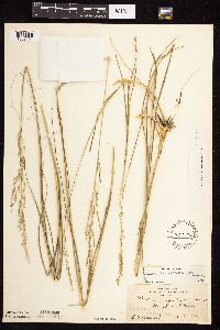 Calamovilfa longifolia image