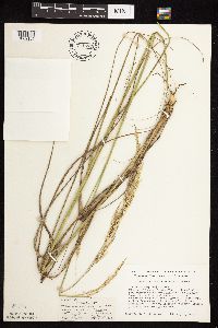 Calamovilfa longifolia image