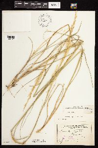 Calamovilfa longifolia image