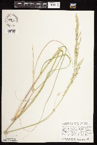 Calamovilfa longifolia image