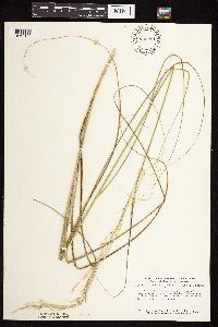 Calamovilfa longifolia image