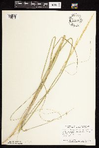 Calamovilfa longifolia image