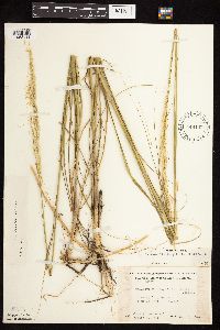 Calamovilfa longifolia image
