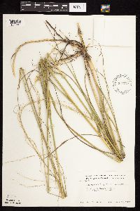 Calamovilfa longifolia image