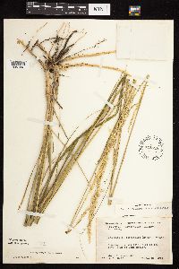 Calamovilfa longifolia image