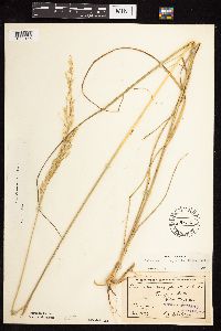 Calamovilfa longifolia image