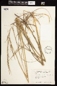 Calamovilfa longifolia image