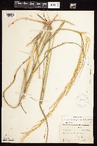 Calamovilfa longifolia image