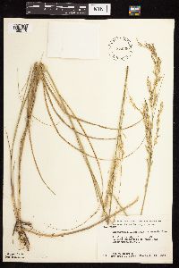 Calamovilfa longifolia image