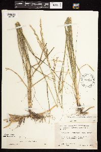 Calamovilfa longifolia image