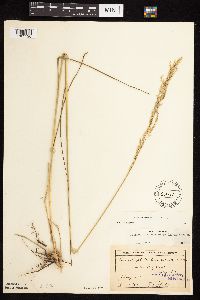 Calamovilfa longifolia image