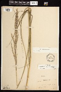 Calamovilfa longifolia image