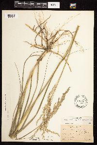 Calamovilfa longifolia image
