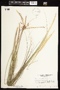 Calamovilfa longifolia image