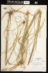 Calamovilfa longifolia image