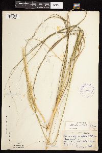 Calamovilfa longifolia image