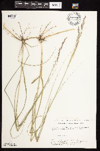 Calamovilfa longifolia image