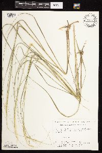 Calamovilfa longifolia image