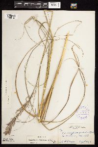 Calamovilfa longifolia image
