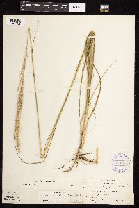 Calamovilfa longifolia image