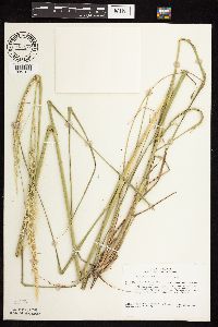 Calamovilfa longifolia image