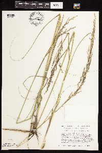 Calamovilfa longifolia image