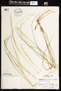 Calamovilfa longifolia image